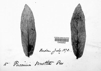 Puccinia menthae image